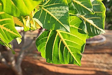 《最终幻想16》开发者：如果没有PS5 游戏可能开发中